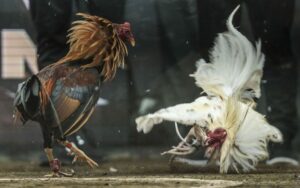 Mẹo chơi đá gà