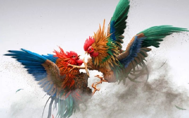 Kinh nghiệm đá gà