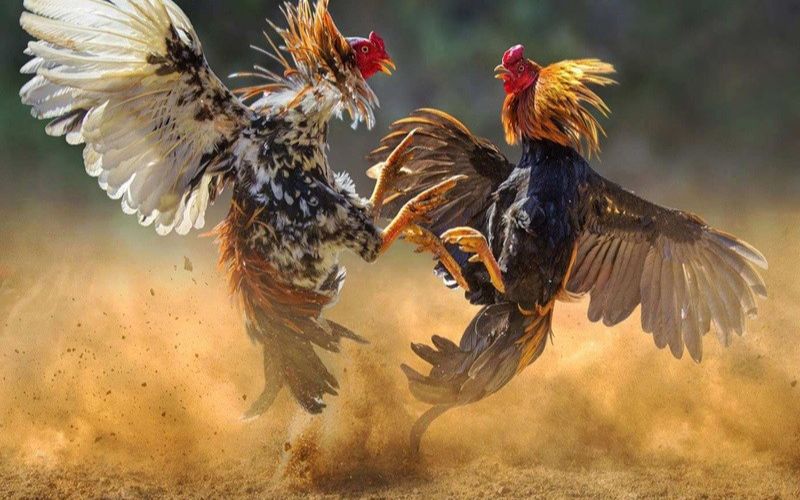 Đá gà trực tiếp